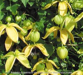 <i>Clematis tangutica</i> ‘Golden Harvest’
